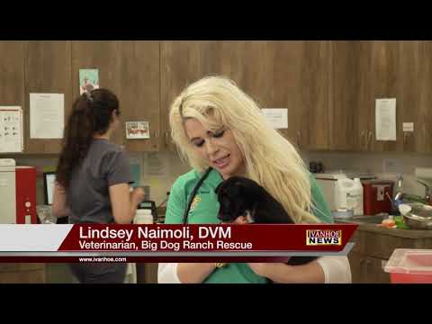 Disney for Dogs: Big Dog Ranch Rescue - Ivanhoe Broadcast ...