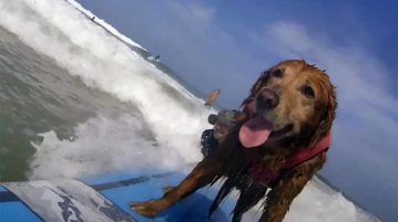 Surfing Therapy Dog