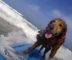 Surfing Therapy Dog