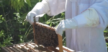 Honey Or Agave Nectar: Which Is Sweeter for Your Health?