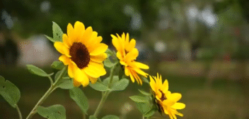 Planting Purpose & Cultivating Connection