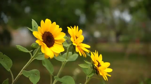 Planting Purpose & Cultivating Connection