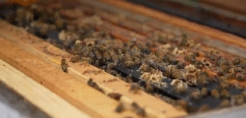 Buzz-Worthy Lessons: Pollinating Potential