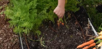 Planting The Produce Aisle in Your Own Front Yard