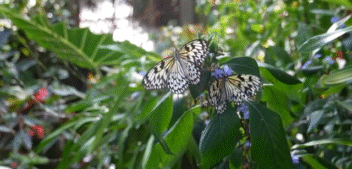 The Butterfly Effect: How Kids Can Help Save Pollinators
