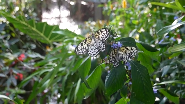 The Butterfly Effect: How Kids Can Help Save Pollinators - Ivanhoe ...
