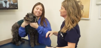 Pet Vaccines: Are They Safe?