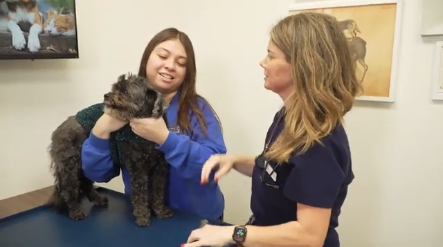 Pet Vaccines: Are They Safe?