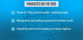 Scratch Season: Hidden Health Risks For Pets This Spring