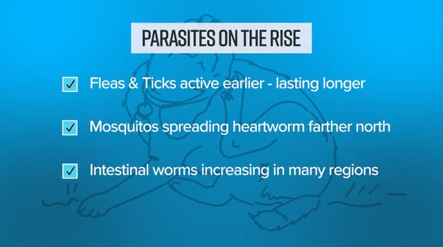Scratch Season: Hidden Health Risks For Pets This Spring