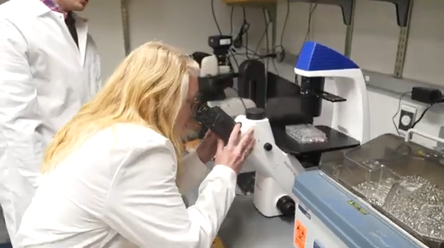 Extreme Cells Hold Key to Pregnancy & Cancer