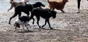 The Dangerous Dog Days Of Summer