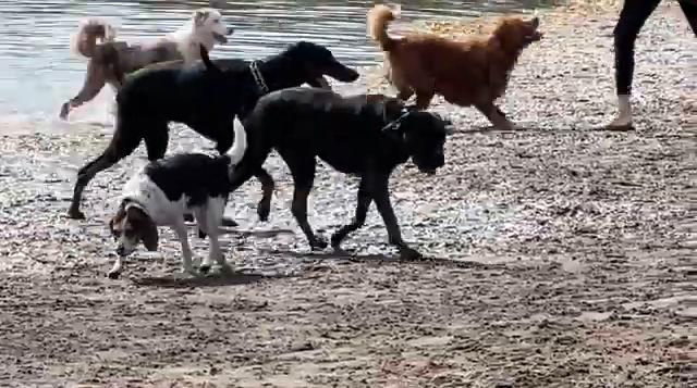 The Dangerous Dog Days Of Summer